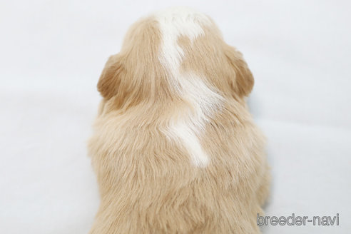 成約済の神奈川県のボーダーコリー-365375の2枚目